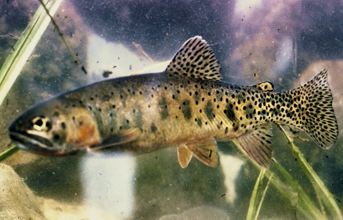 A Rio Grande cutthroat trout, New Mexico's state fish, photographed by the U.S. Fish and Wildlife Service.